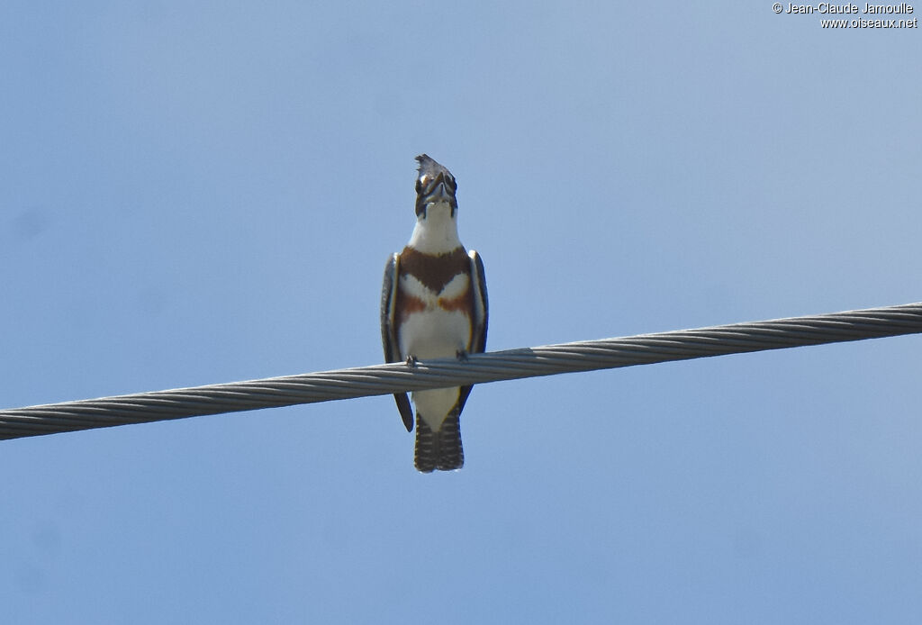 Belted Kingfisher female adult