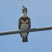 Belted Kingfisher