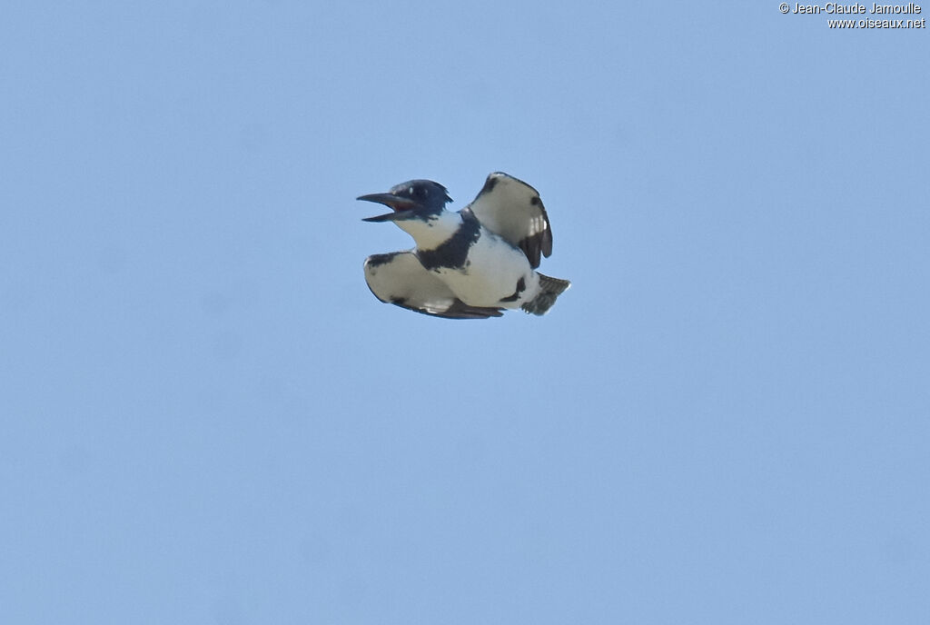 Belted Kingfisher male adult