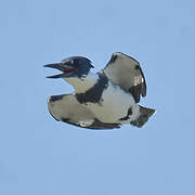 Belted Kingfisher