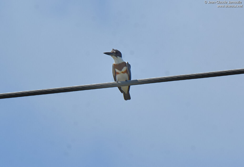 Belted Kingfisher female adult