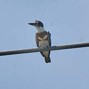 Belted Kingfisher