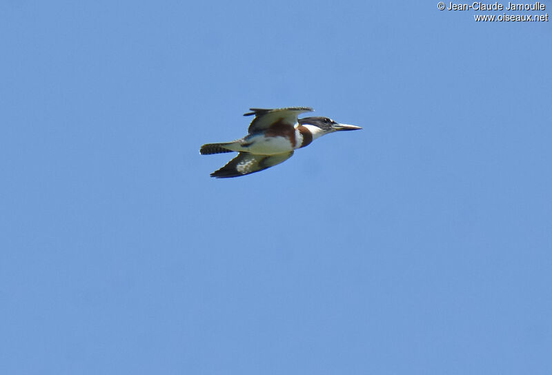 Belted Kingfisher female adult