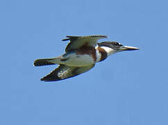 Belted Kingfisher