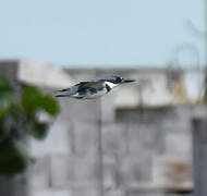 Belted Kingfisher