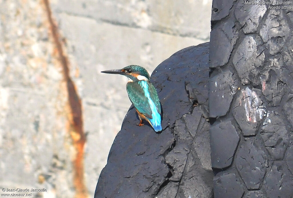 Common Kingfisher male adult, Behaviour