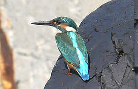 Common Kingfisher