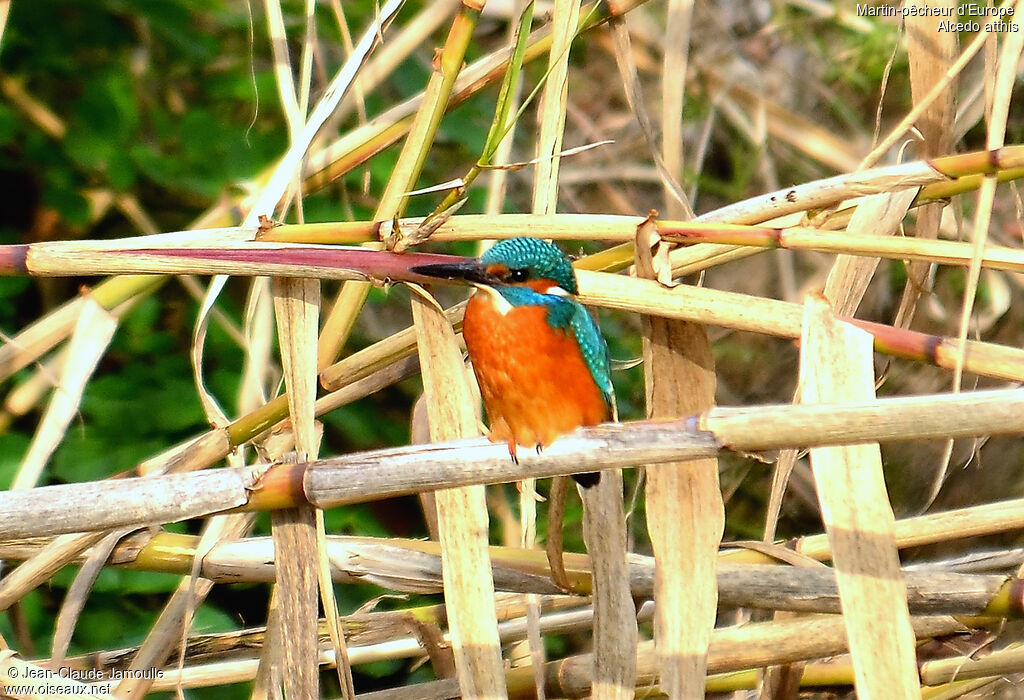 Common Kingfisher, feeding habits