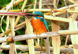 Common Kingfisher