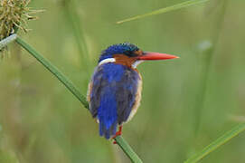 Malachite Kingfisher