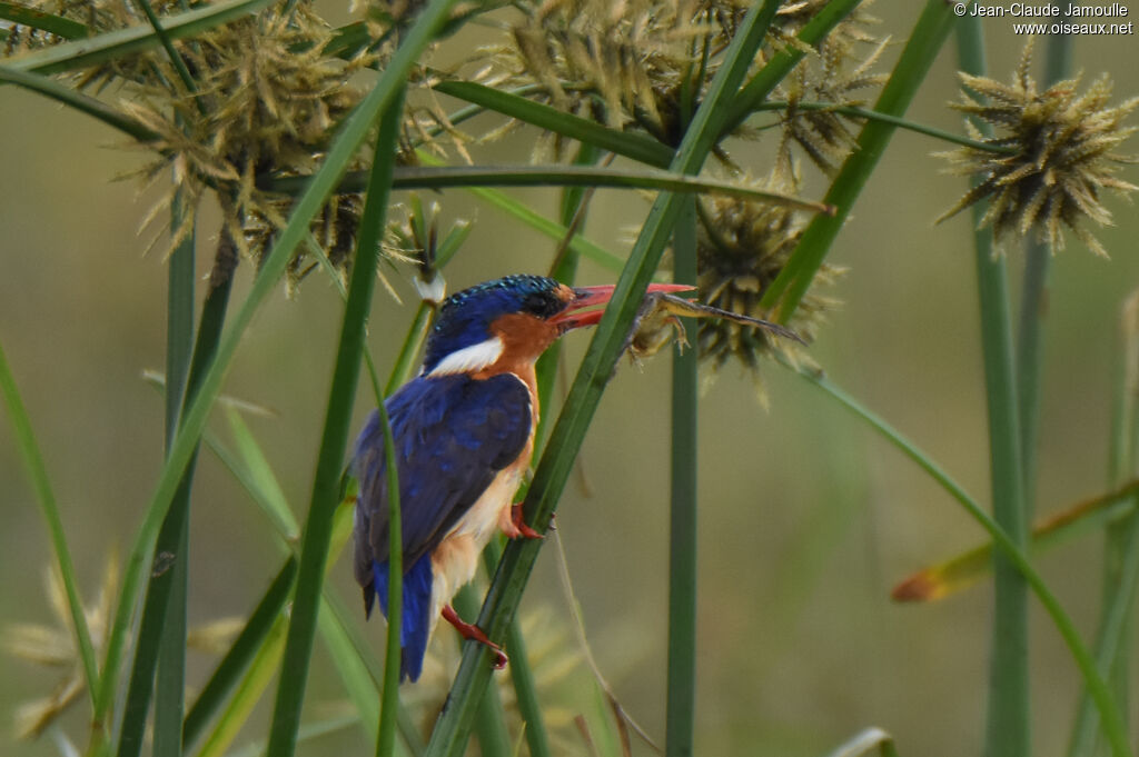 Malachite Kingfisher