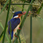 Malachite Kingfisher