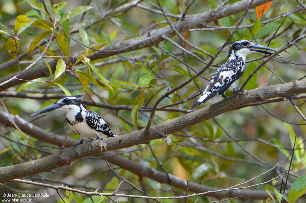 Pied Kingfisher 