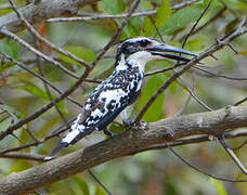 Pied Kingfisher