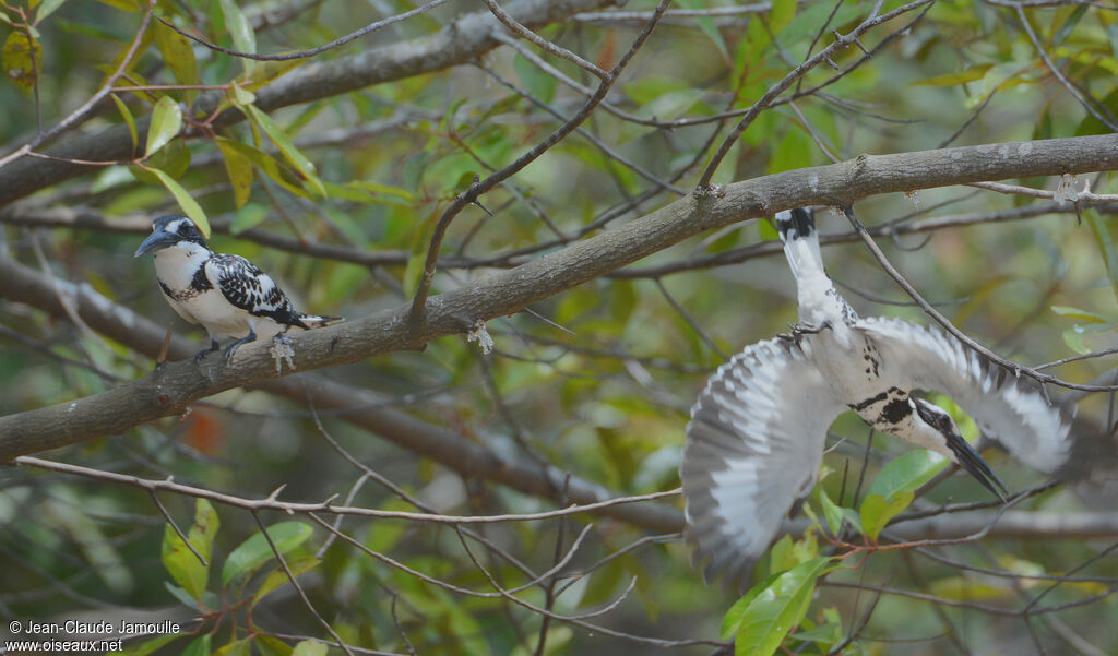 Pied Kingfisher 