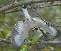 Pied Kingfisher