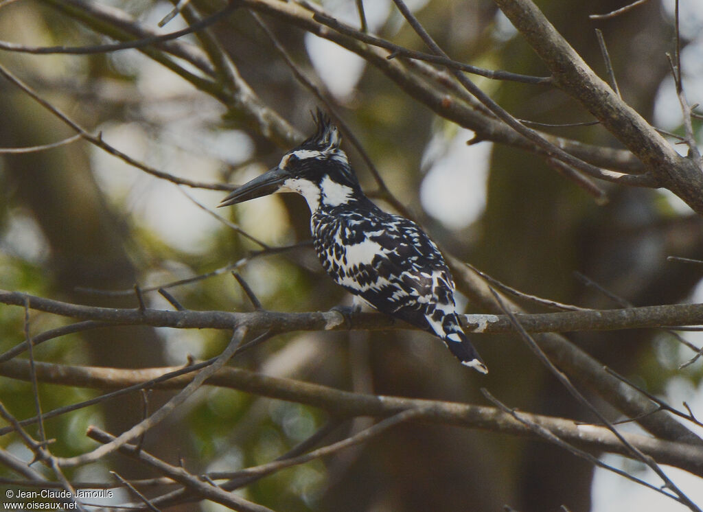 Pied Kingfisher