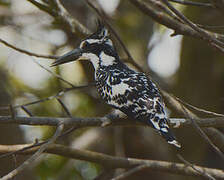 Pied Kingfisher