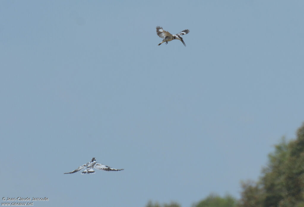 Pied Kingfisher 