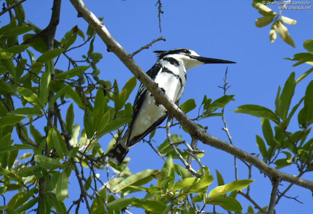 Pied Kingfisher male adult