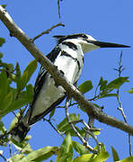 Pied Kingfisher