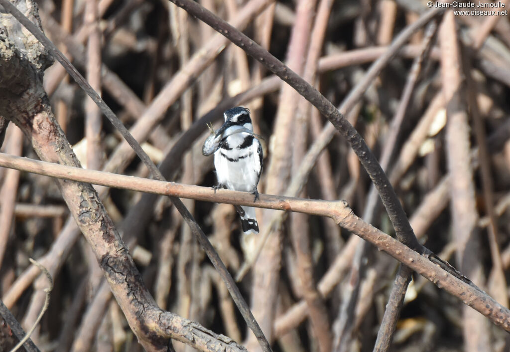 Pied Kingfisher male