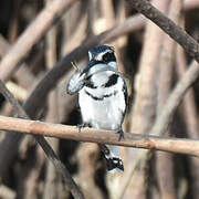 Pied Kingfisher