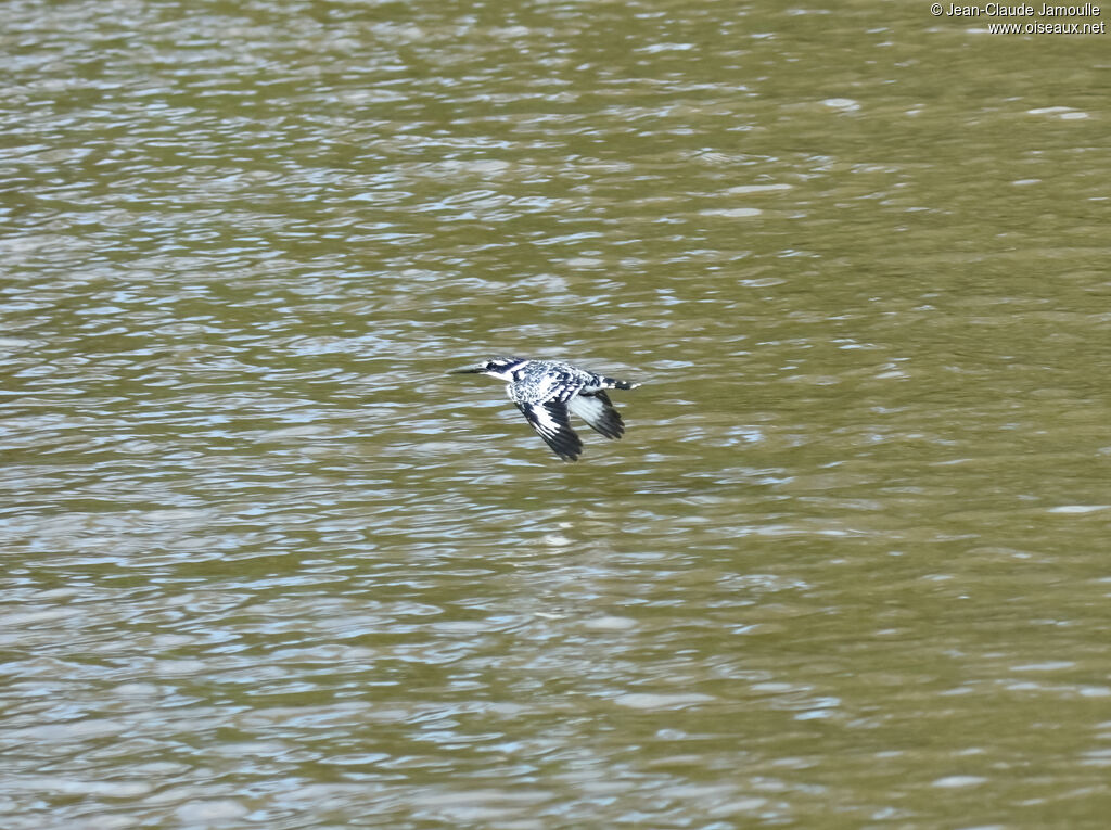 Pied Kingfisher