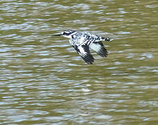 Pied Kingfisher