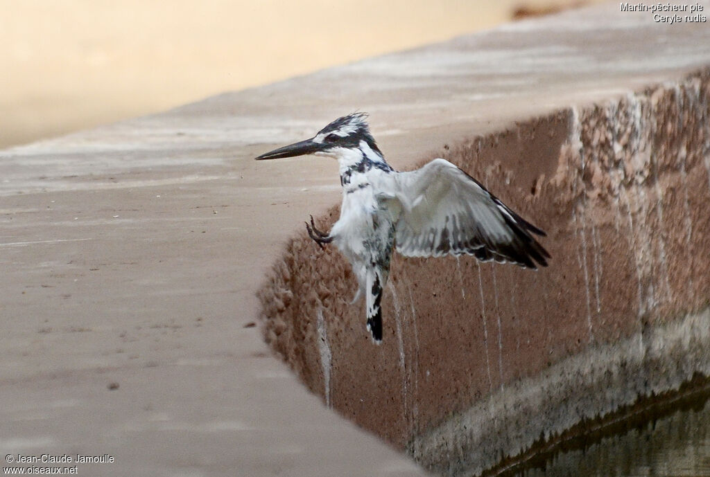 Pied Kingfisher, Flight, Behaviour