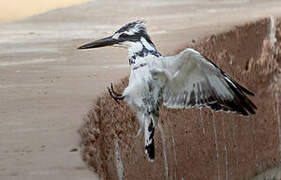 Pied Kingfisher