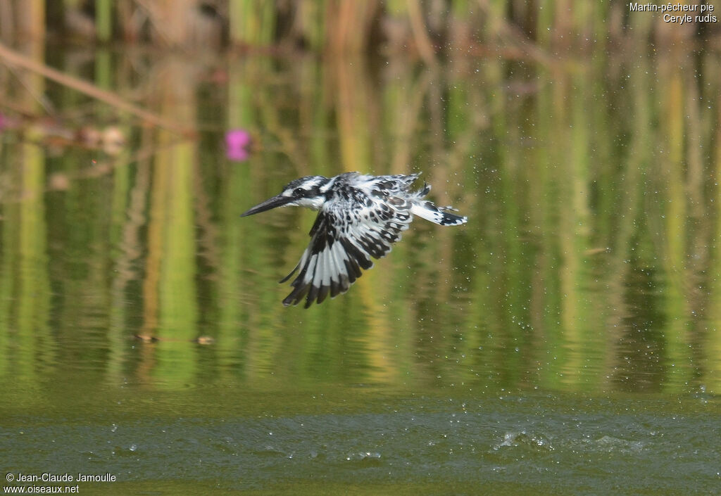 Pied Kingfisher, Flight, Behaviour