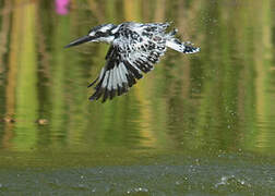 Pied Kingfisher