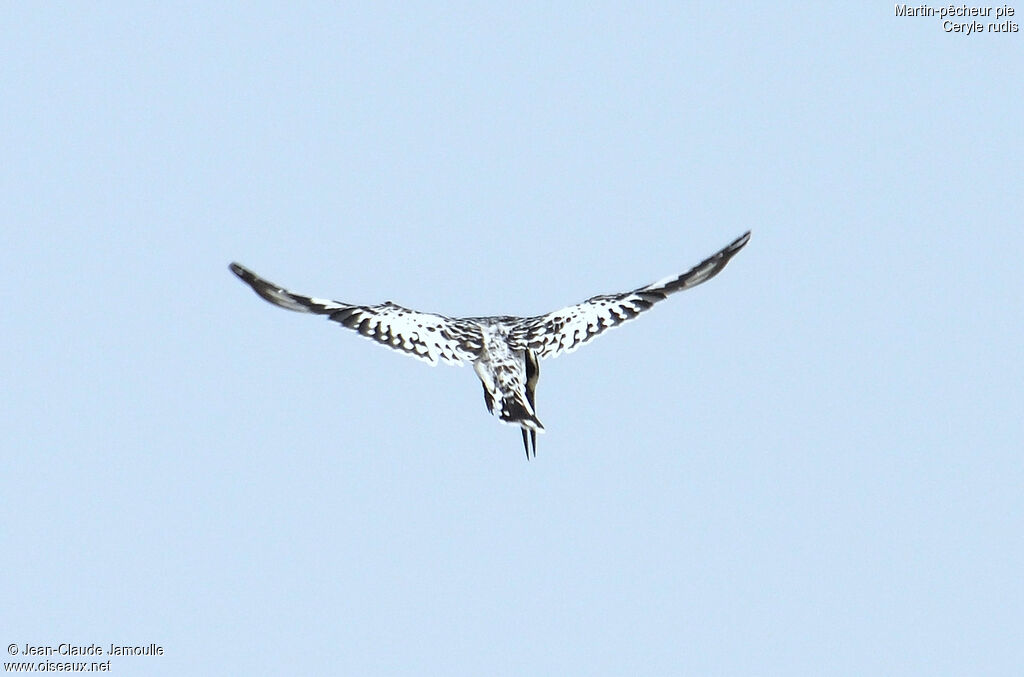 Pied Kingfisher, Flight, Behaviour