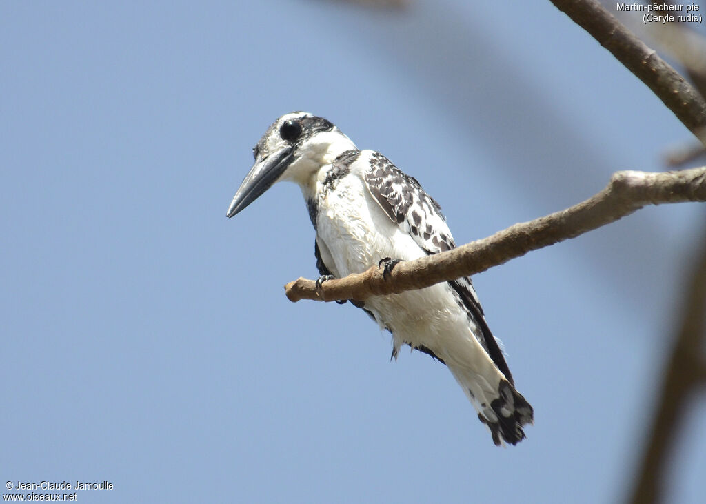 Pied Kingfisher