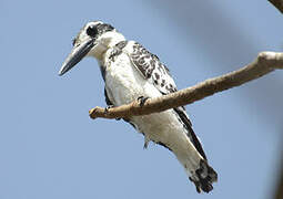 Pied Kingfisher