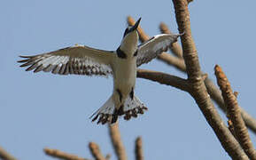 Pied Kingfisher