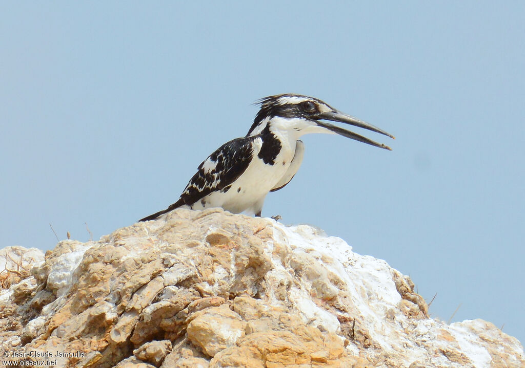 Pied Kingfisher female