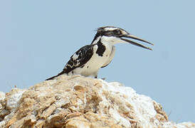 Pied Kingfisher