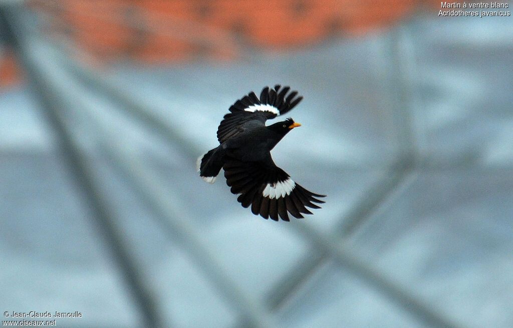 Javan Mynaadult, Flight