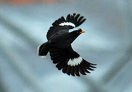 Javan Myna