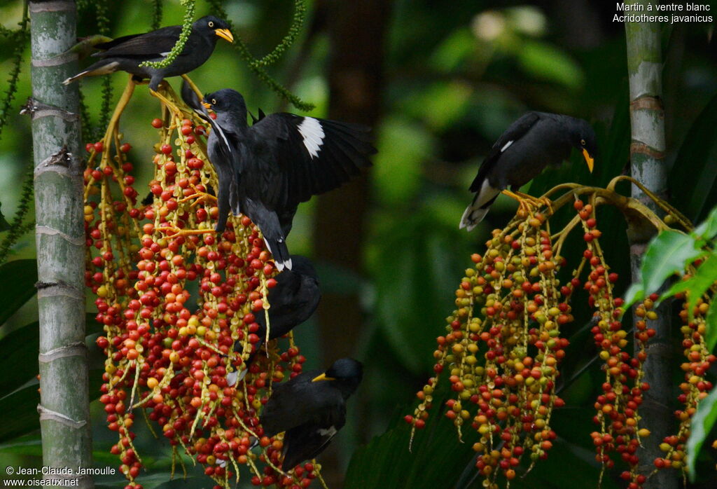 Javan Myna, feeding habits, Behaviour