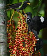 Javan Myna