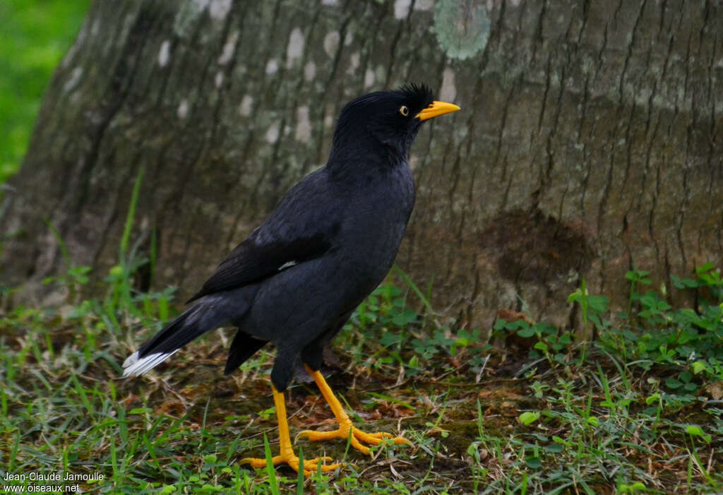 Javan Mynaadult, identification, Behaviour