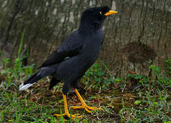 Javan Myna