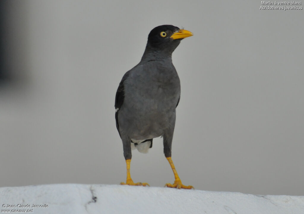 Javan Myna