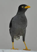 Javan Myna