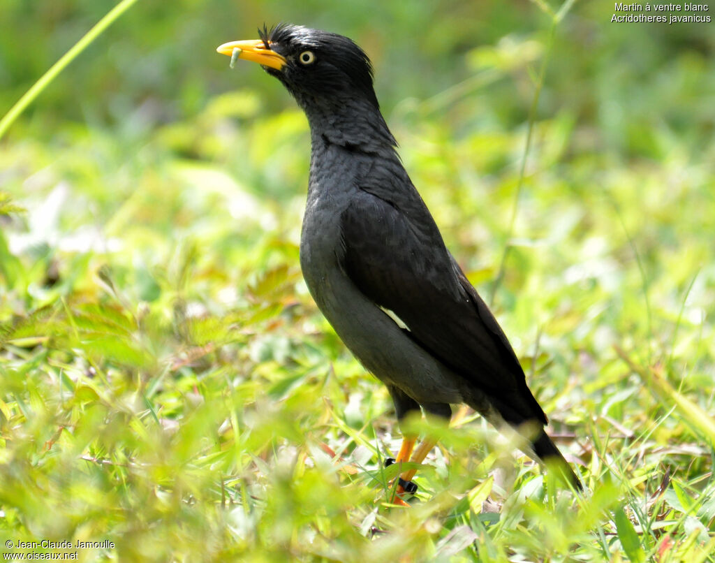 Javan Myna, feeding habits