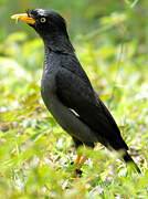 Javan Myna