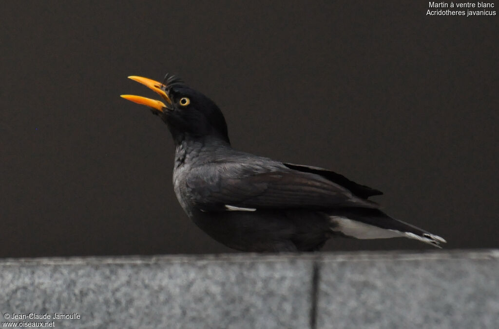 Javan Myna